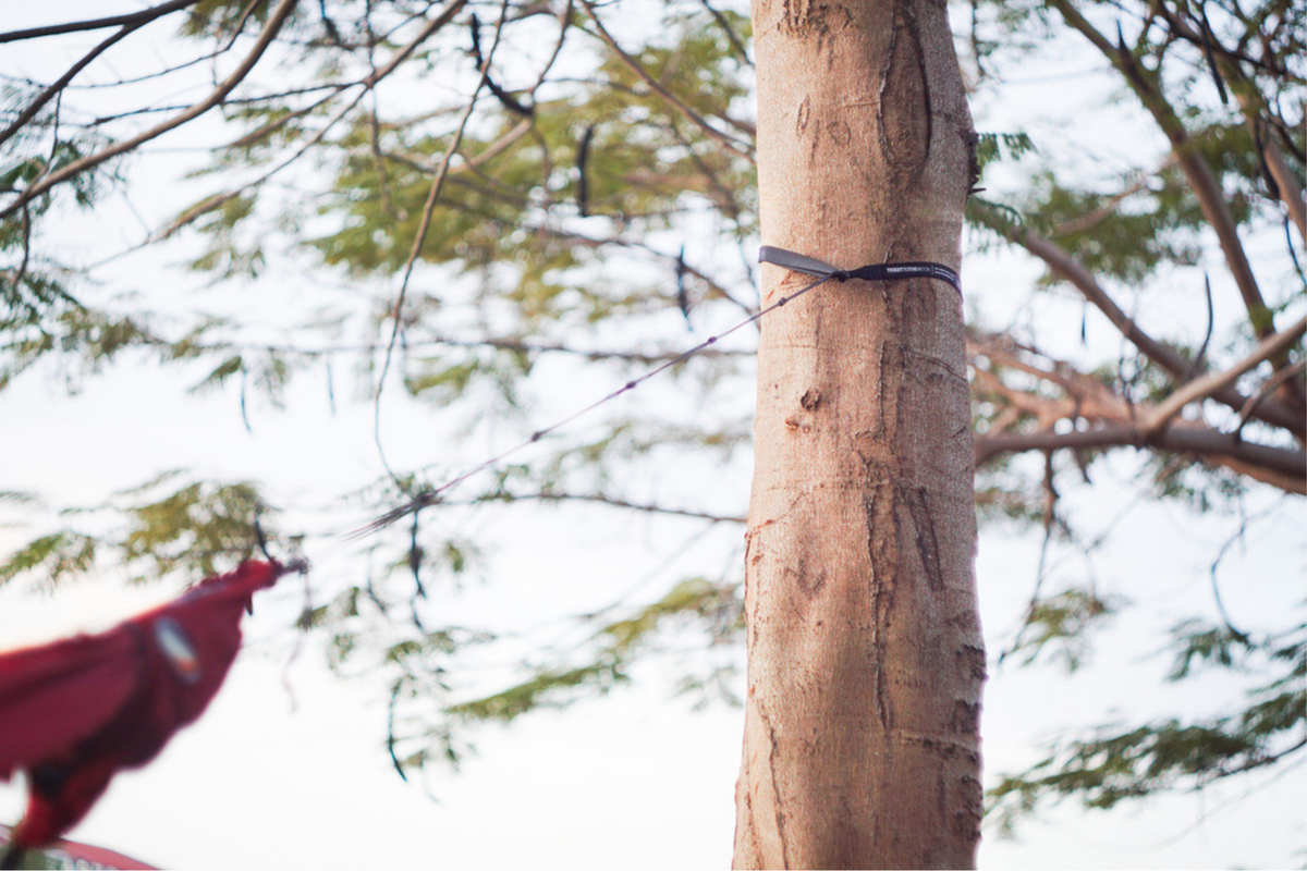 Lightest Straps (2-Pack) wrapped around a tree trunk with a thin line running to a red hammock
